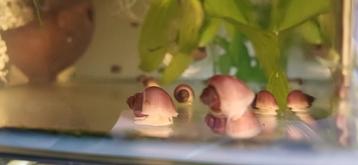 Roze appel slak baby s ACTIE!!!!! beschikbaar voor biedingen
