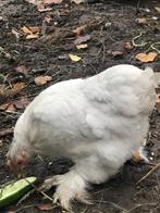 Cochin, Dieren en Toebehoren, Pluimvee, Vrouwelijk, Kip