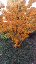 Japanse esdoorn, Tuin en Terras, Ophalen, Bloeit niet, Overige soorten, Halfschaduw