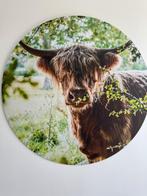 Foto Schotse Hooglander, Ophalen, 1980 tot heden, Foto, Nieuw