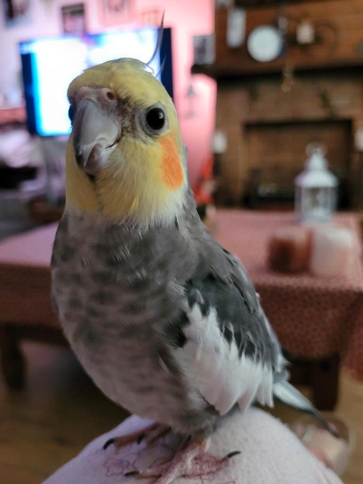 Vermist, Dieren en Toebehoren, Vogels | Parkieten en Papegaaien, Parkiet, Mannelijk