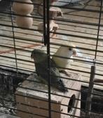 2 agapornis dwergpapegaaien, Geslacht onbekend, Kleurkanarie