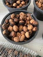 Biologische Walnoten Oogst 2025, Ophalen