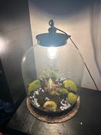 Terrarium met planten en verlichting, Huis en Inrichting, Lampen | Hanglampen, Ophalen, Zo goed als nieuw, Glas, 50 tot 75 cm