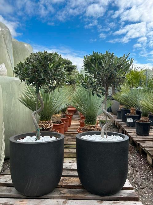Spiraal olijfbomen in pot Capi, Tuin en Terras, Planten | Bomen, Olijfboom, 100 tot 250 cm, Volle zon, In pot, Verzenden