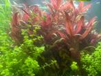 Ludwigia repens 'Rubin' – prachtige rode aquariumplant, Dieren en Toebehoren, Ophalen, Nieuw, Plant(en), Steen of Hout
