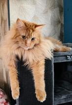 Maincoons herplaatsing, Meerdere dieren