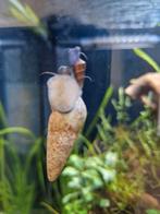 Sulawesislakken / olifantslakken, Dieren en Toebehoren, Vissen | Aquariumvissen, Slak of Weekdier