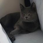 BALOU VERMIST (KATER), Dieren en Toebehoren, Kater, 3 tot 5 jaar