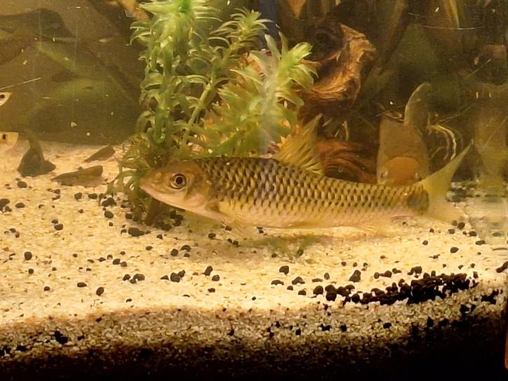 Algeneters gratis af te halen (crossocheilus reticulatus), Dieren en Toebehoren, Vissen | Aquariumvissen, Vis