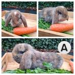 Mooi nestje franse hangoren, Dieren en Toebehoren, Konijnen, Meerdere dieren, Groot