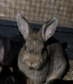Leuke baby konijnen te koop, Meerdere dieren