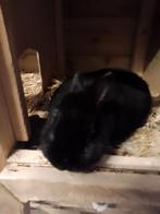 Vrouwtjes dwerg konijn, Dieren en Toebehoren, Konijnen, Vrouwelijk, Dwerg