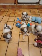 lieve ,leuke raszuivere shih tzu pups (5 december tip), Dieren en Toebehoren, Honden | Chihuahua's en Gezelschapshonden, Overige rassen