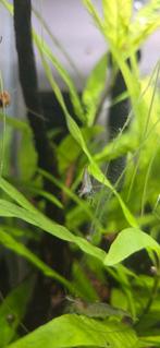 Caridina sp. Mini (garnalen), Dieren en Toebehoren, Kreeft, Krab of Garnaal, Zoetwatervis, Schoolvis
