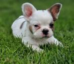 Fluffy franse bulldog, 8 tot 15 weken, Teef, Bulldog, Meerdere