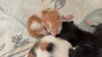 2 poesjes en 2 katers te reserveren, Meerdere dieren, Kortharig, 0 tot 2 jaar