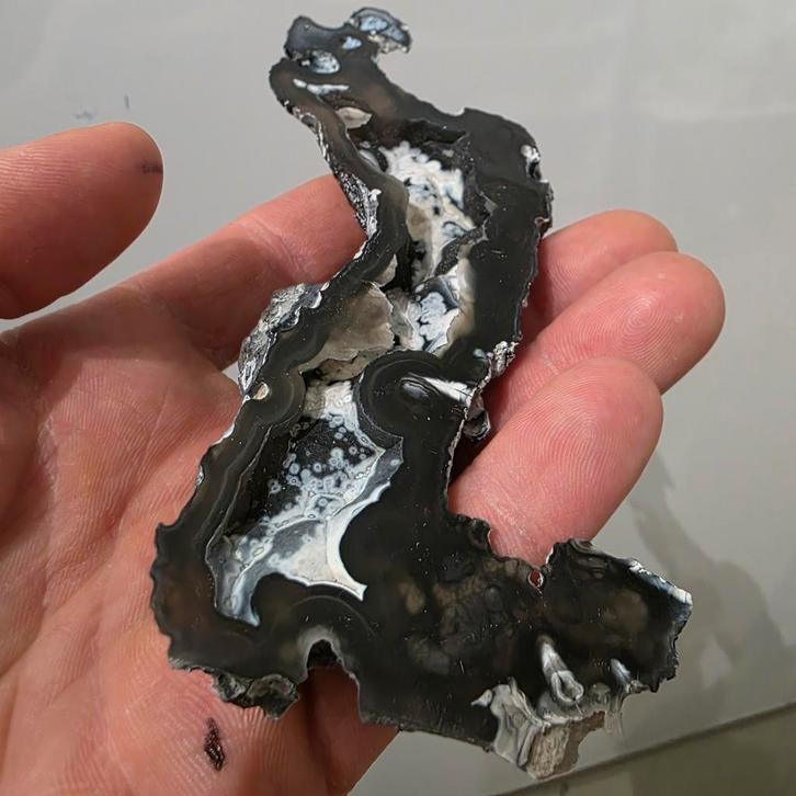 Gefossileerd koraal, zeer uniek, Verzamelen, Mineralen en Fossielen, Ophalen of Verzenden