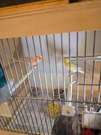 Te koop 2 kanarie mannen, Dieren en Toebehoren, Vogels | Kanaries, Mannelijk, Kleurkanarie