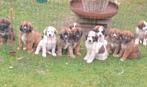 Pup berghond Molosser, Rabiës (hondsdolheid), Overige rassen, 8 tot 15 weken, Meerdere