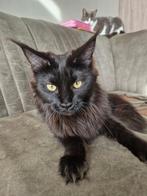 Mainecoon xxl black smoke 2,5 jaar oud, Poes, Gechipt, 0 tot 2 jaar