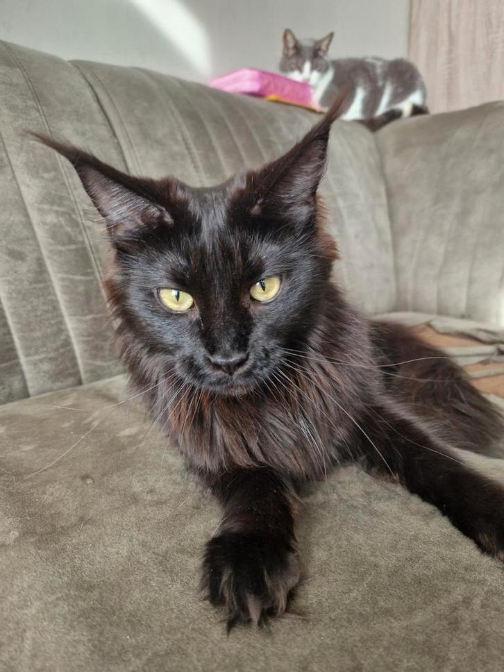 Mainecoon xxl black smoke 2,5 jaar oud, Dieren en Toebehoren, Katten en Kittens | Raskatten | Langhaar, Poes, 0 tot 2 jaar, Gechipt