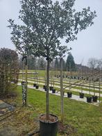 Quercus Ilex hoogstam 18-20 stamomtrek / steeneik / stam, Tuin en Terras, Bloeit niet, 400 cm of meer, Ophalen, Volle zon
