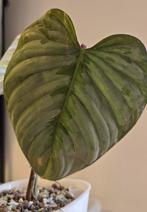Philodendron sodiroi, Huis en Inrichting, Ophalen of Verzenden, Overige soorten, Minder dan 100 cm