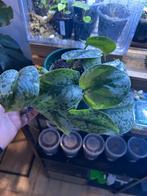 Scindapsus Silver Ann, Ophalen, Overige soorten, Halfschaduw, Minder dan 100 cm