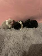 Baby cavia’s te koop, Dieren en Toebehoren, December, Meerdere dieren, Cavia