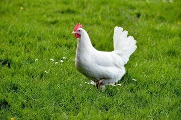 Bruine & Witte leghennen, topleggers! beschikbaar voor biedingen