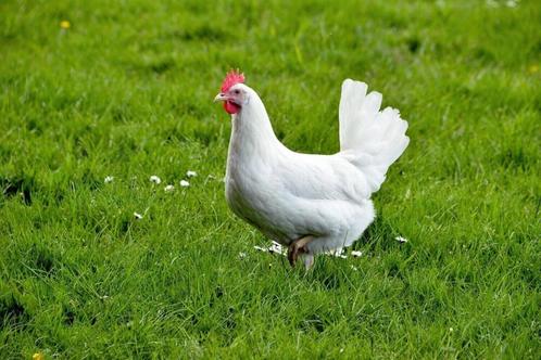 Bruine & Witte leghennen, topleggers!, Dieren en Toebehoren, Pluimvee, Kip, Vrouwelijk