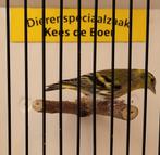 Wildkleur Europese sijs man, Mannelijk, Wildzangvogel, Geringd