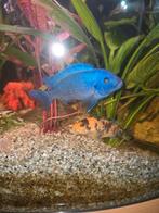 malawi cichliden volwassen, Ophalen of Verzenden, Zo goed als nieuw, Gevuld zoetwateraquarium