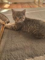 Britse korthaar katten, Dieren en Toebehoren, Kater, 0 tot 2 jaar