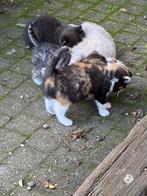 Prachtige kittens van onze Britse korthaar., Dieren en Toebehoren, Katten en Kittens | Overige Katten, Meerdere dieren, 0 tot 2 jaar