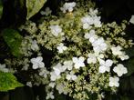 Aanbieding  mooie klimhortensia Hydrangea petiolaris, Tuin en Terras, Planten | Tuinplanten, Halfschaduw, Zomer, Vaste plant, Ophalen of Verzenden