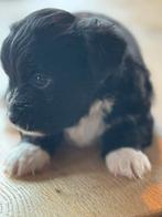 Te koop: 7 prachtige Boomer x Shih Tzu-Malthezer pupjes!, 8 tot 15 weken, Meerdere, Meerdere dieren, Klein