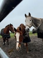 Gezellige verzorgsters/verzorgers gezicht, Ophalen