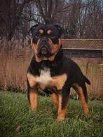 Old english bulldog dekreu, Bulldog, Meerdere, Meerdere dieren, Nederland