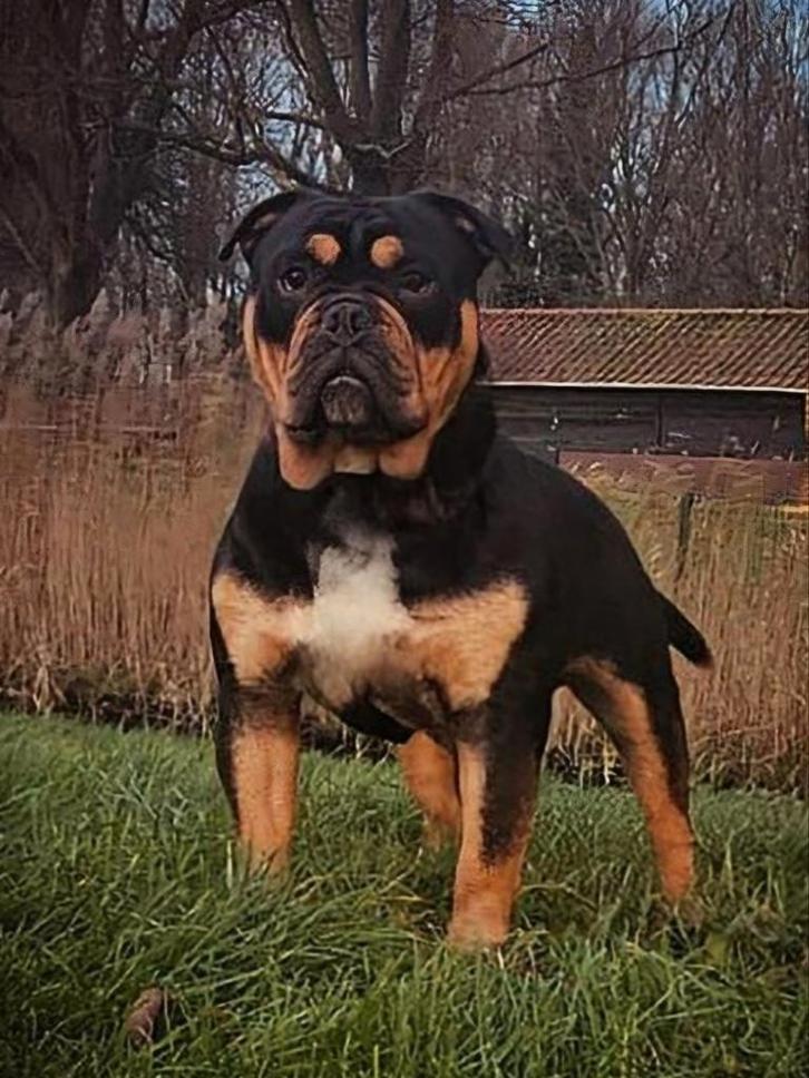 Old english bulldog dekreu, Dieren en Toebehoren, Honden | Bulldogs, Pinschers en Molossers, Meerdere dieren, Bulldog, Fokker | Hobbymatig