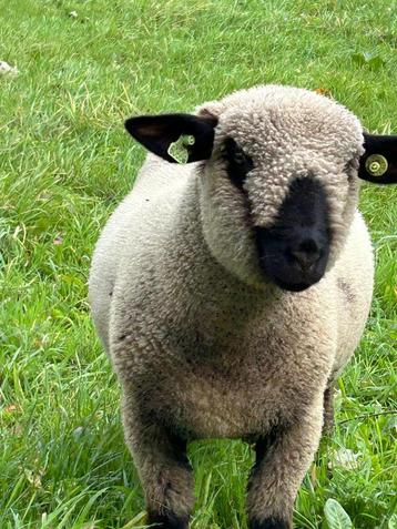 Hampshire Down volbloed ram,opgenomen in stamboek beschikbaar voor biedingen