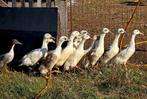 Eenden te koop, Dieren en Toebehoren, Pluimvee, Meerdere dieren, Eend