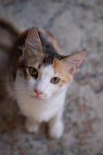 Liefste poesje Djoty zoekt haar eigen rustige thuis, Dieren en Toebehoren, Katten en Kittens | Overige Katten, Kortharig, 0 tot 2 jaar