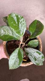 Hoya Carnosa Freckels, Ophalen of Verzenden, Overige soorten, Minder dan 100 cm