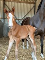 Stalling eigen beheer gezocht, Dieren en Toebehoren, Stalling en Weidegang, Weidegang, 4 paarden of pony's of meer