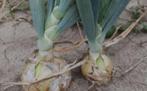 Aardappel uien eieren biologische, Ophalen of Verzenden