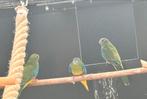 Roodbuik turquoisine parkieten, Meerdere dieren, Parkiet, Geringd