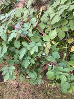 Japanse Wijnbes - Framboosachtige, Ophalen, Volle zon, Vaste plant, Zomer