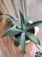 Agave americana, Tuin en Terras, Planten | Tuinplanten, Ophalen, Bloeit niet, Overige soorten, Volle zon